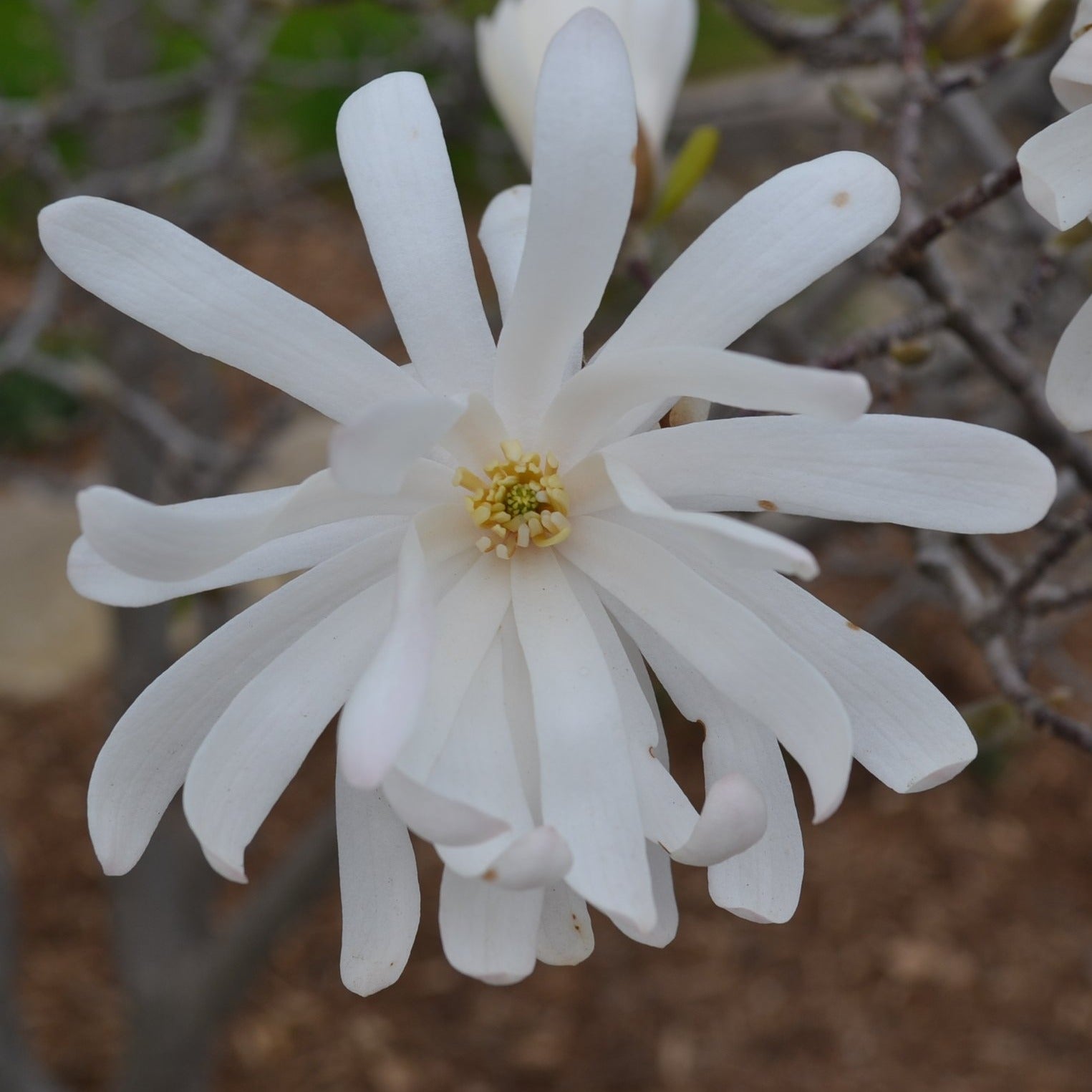 Royal Star Magnolia, Elegance and Beauty, Good For Cold Climate, Fragrant White Flowers