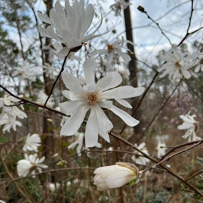 Royal Star Magnolia, Elegance and Beauty, Good For Cold Climate, Fragrant White Flowers