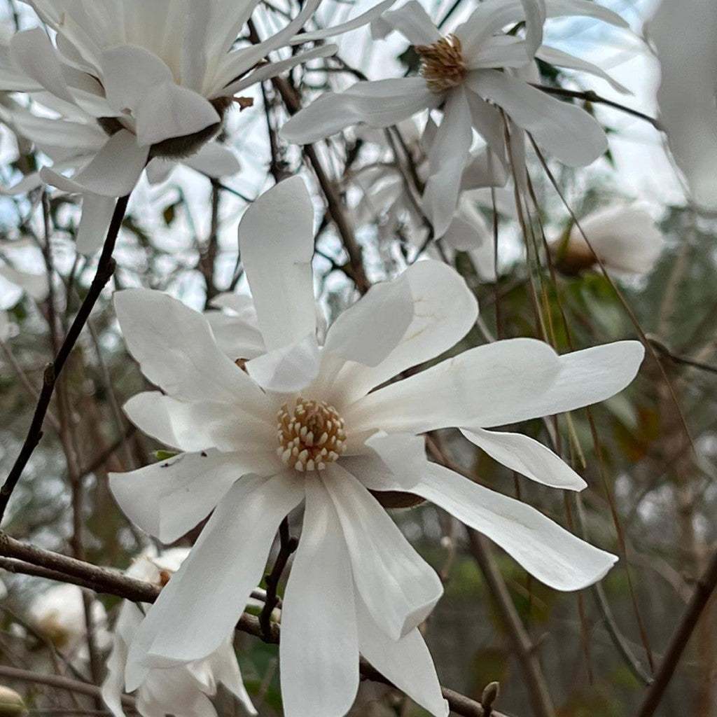 Royal Star Magnolia, Elegance and Beauty, Good For Cold Climate, Fragrant White Flowers