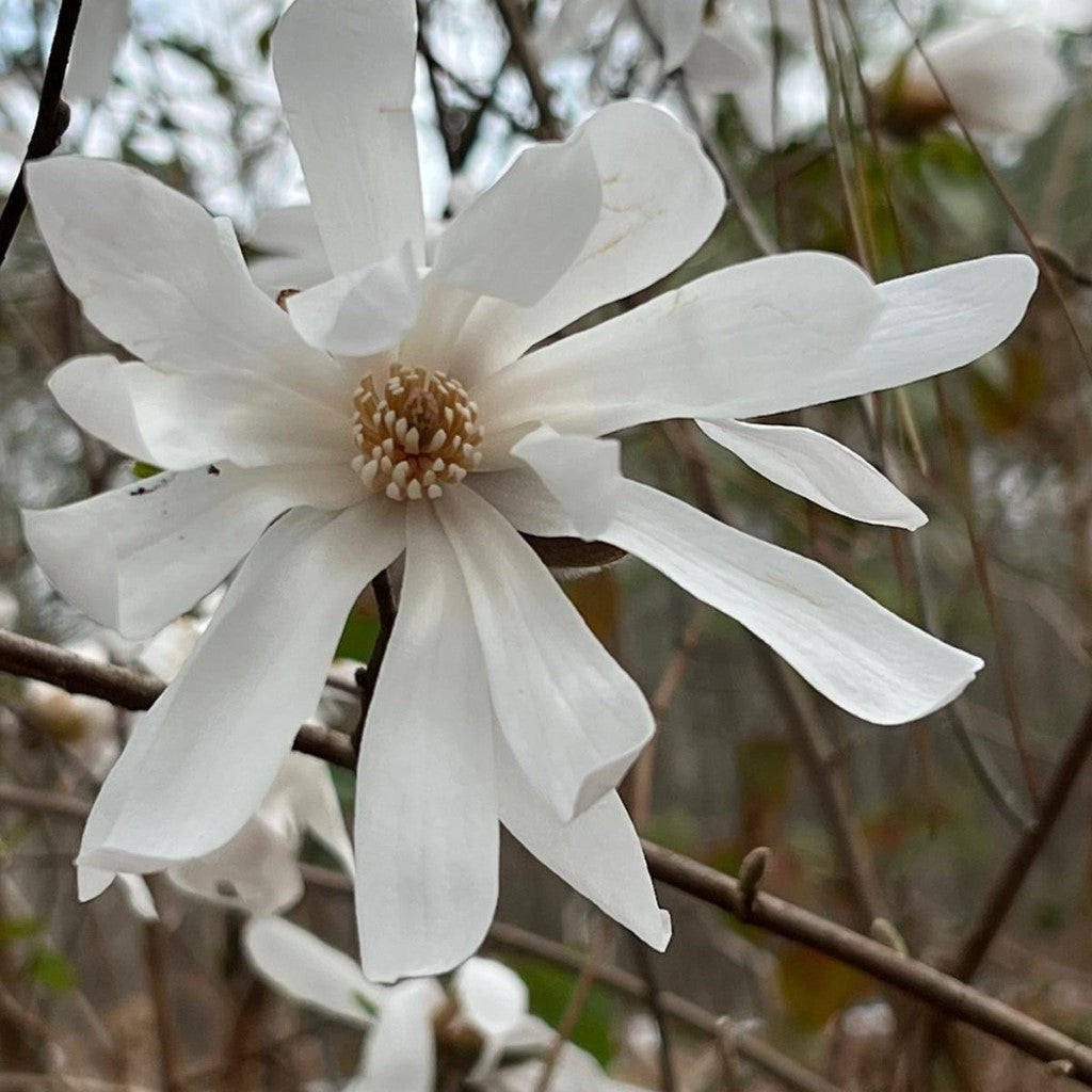 Royal Star Magnolia, Elegance and Beauty, Good For Cold Climate, Fragrant White Flowers