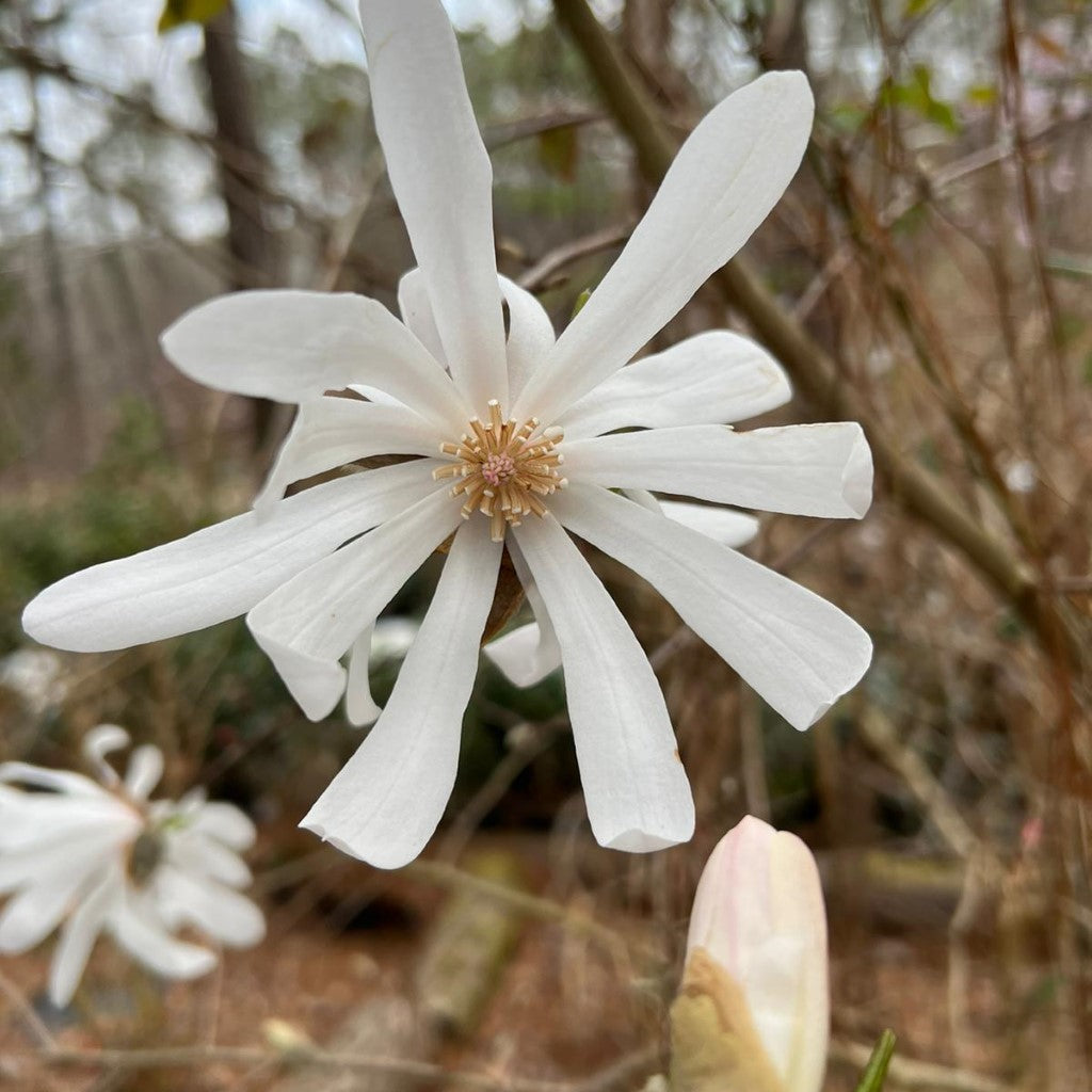 Royal Star Magnolia, Elegance and Beauty, Good For Cold Climate, Fragrant White Flowers
