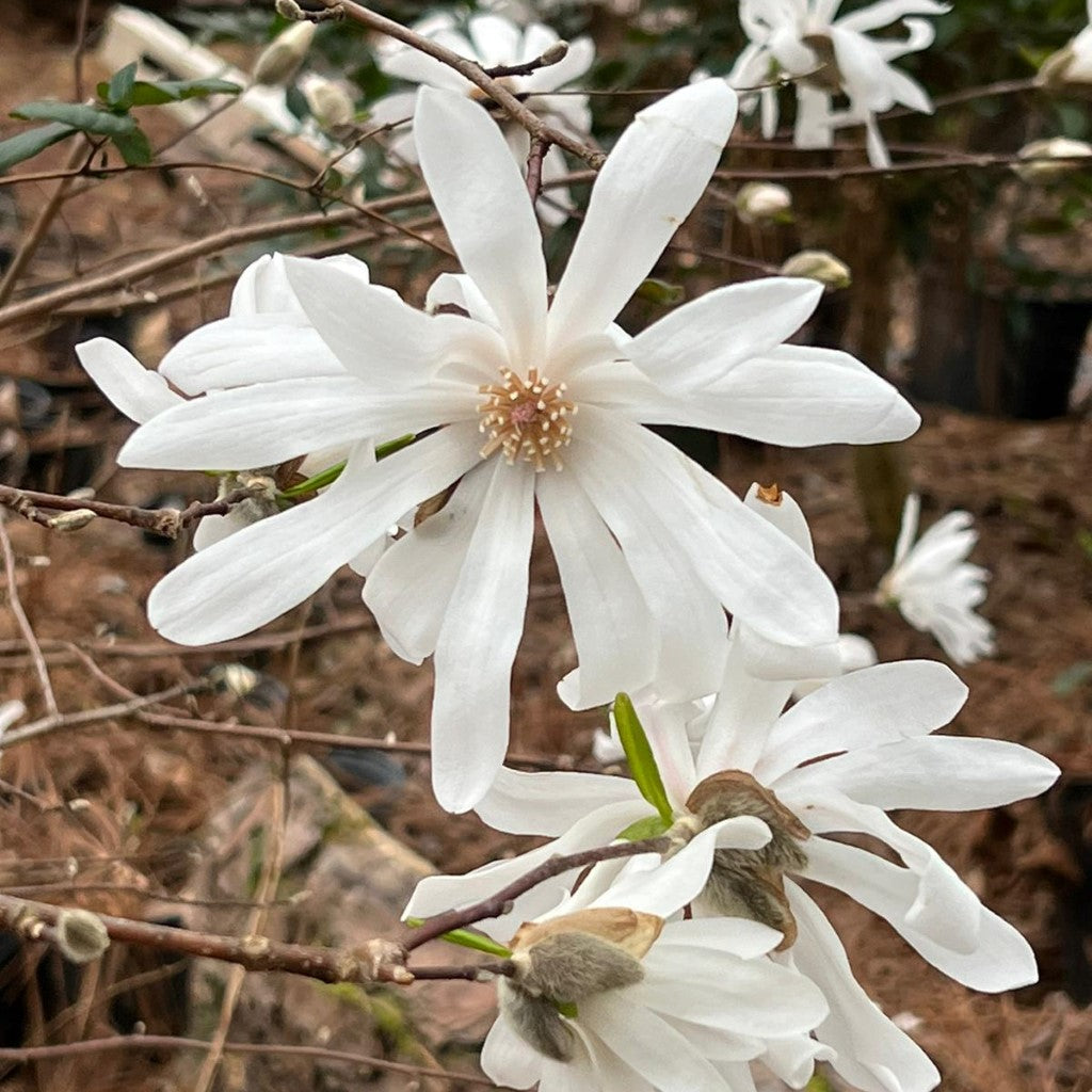 Royal Star Magnolia, Elegance and Beauty, Good For Cold Climate, Fragrant White Flowers