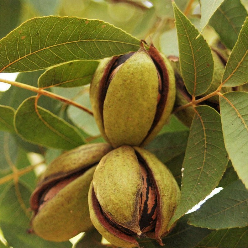 Stuart Pecan Tree, Large Pecans. Large Nut with Medium Hard Shell. Easy To Crack, Good Quality and Good Flavor.