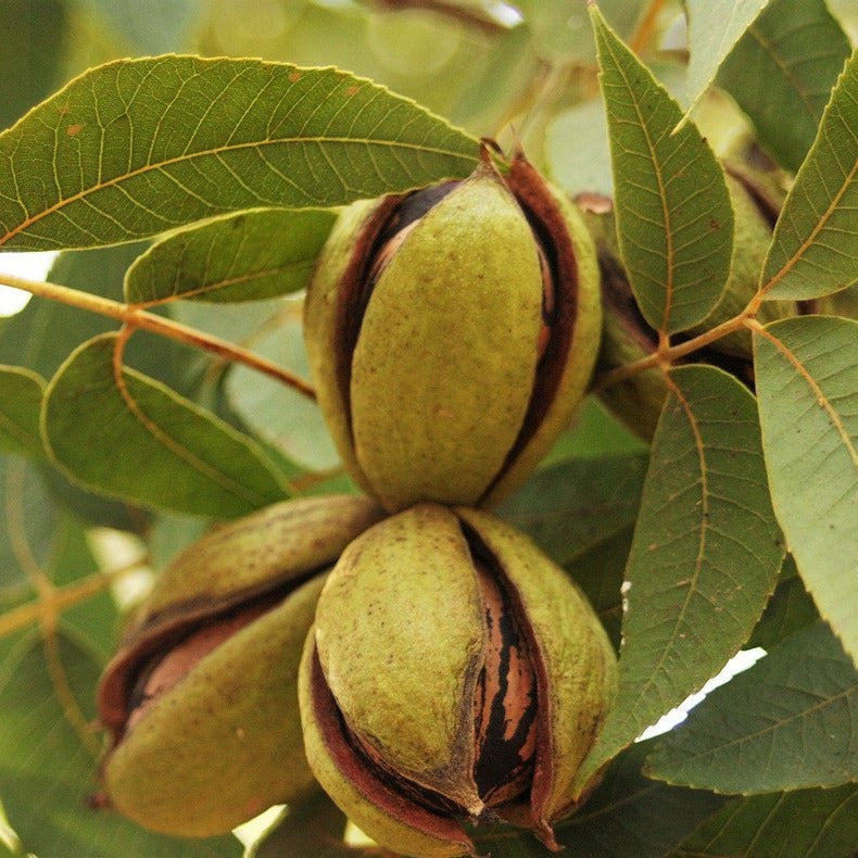 Moreland Pecan Tree, Produces a Medium Sized Nut At 60.5 Nuts/Lb.