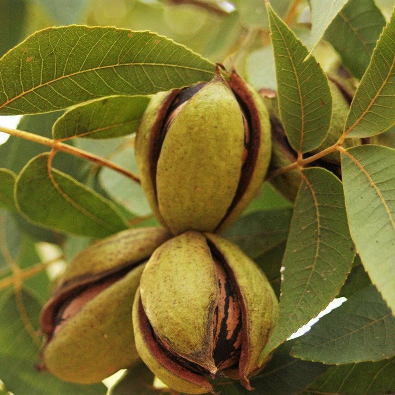Elliot Pecan Tree a Small Nut, They Have a Medium Shell Thickness with a Strong Flavor.