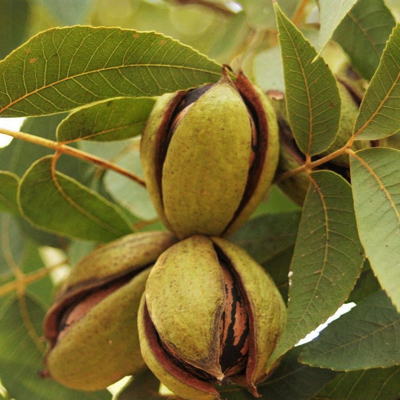 Ellis Pecan Tree Plants Begin Bearing High Quality Nuts At An Early Age and is Scab Resistant.