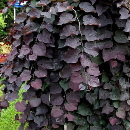 Ruby Falls Weeping Redbud - Absolutely Striking, Unique Weeping and Twisting Branches Cascading Toward The Ground. Plant Shipped is Around 4-6 Ft Tall