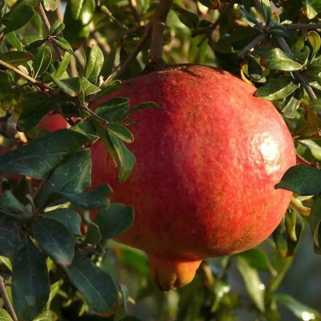 Russian Pomegranate - Cold Hardy Pomegranate