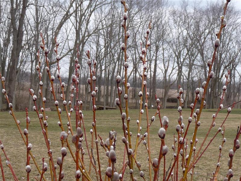 French Pussy Willow, Large, Upright, Oval To Rounded Shrub. Produces Large Velvety Silver White Catkins In Early Spring.