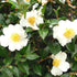 Camellia Setsugekka-Large White Semi-Double Blooms