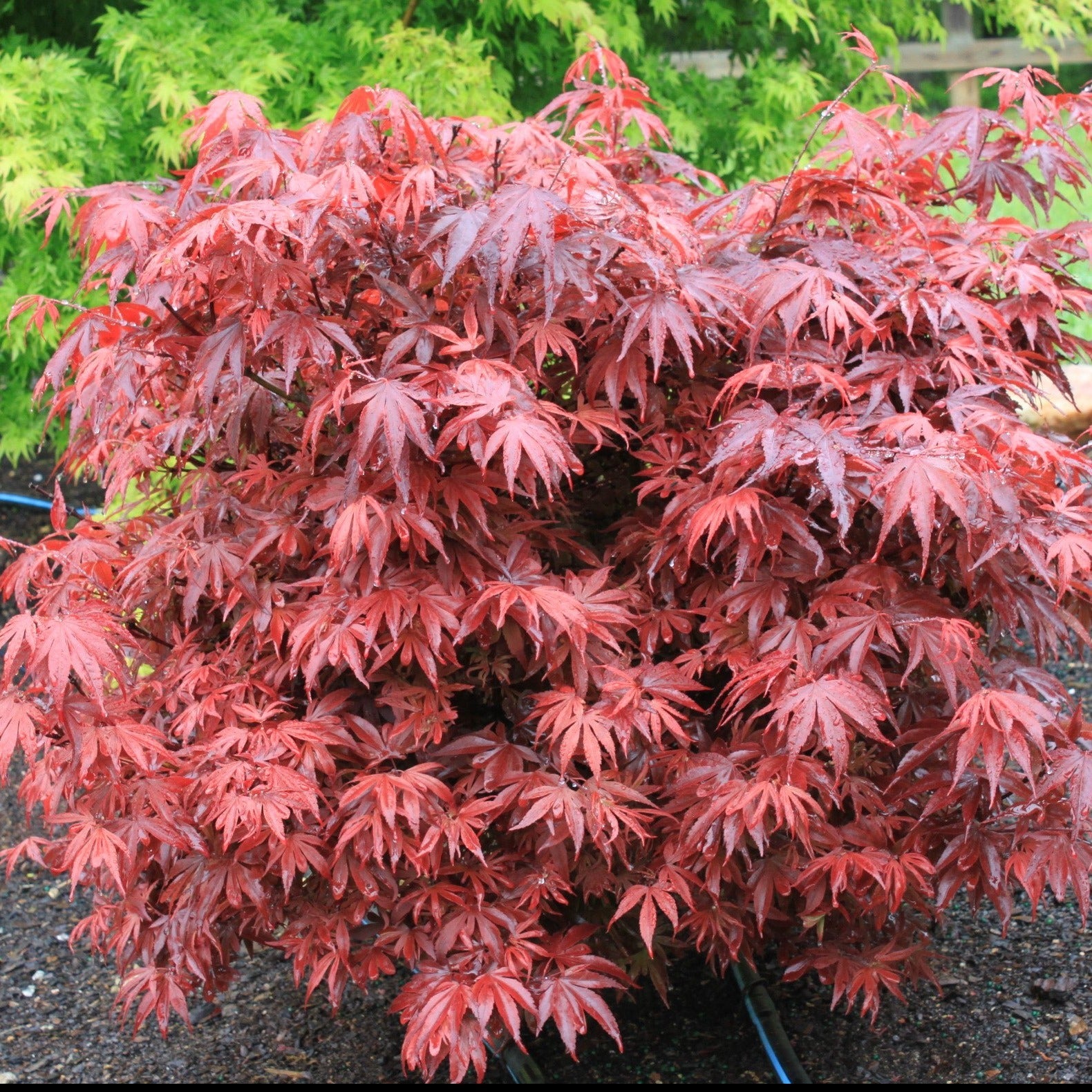 Shaina Japanese Maple