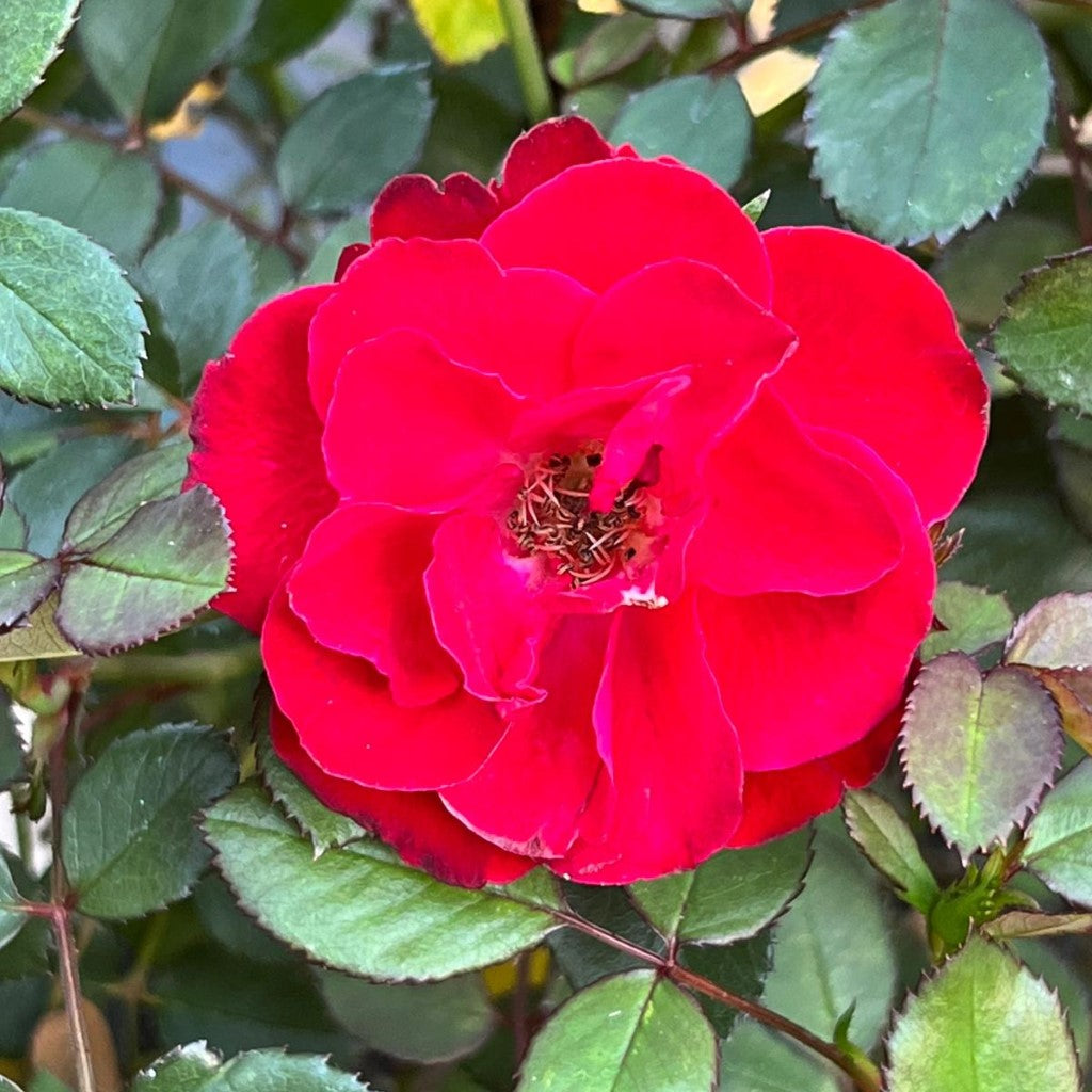 (1 Gallon) Sunrose Red Rose (Sunrosa) Small Shrub with Crimson-Red Blooms with Bright Yellow Center