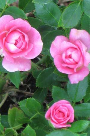 Sunrosa Fragrant Pink is a Dwarf Shrub Rose That Produces Beautiful Pink Fragrant Roses That Resemble Peonies.