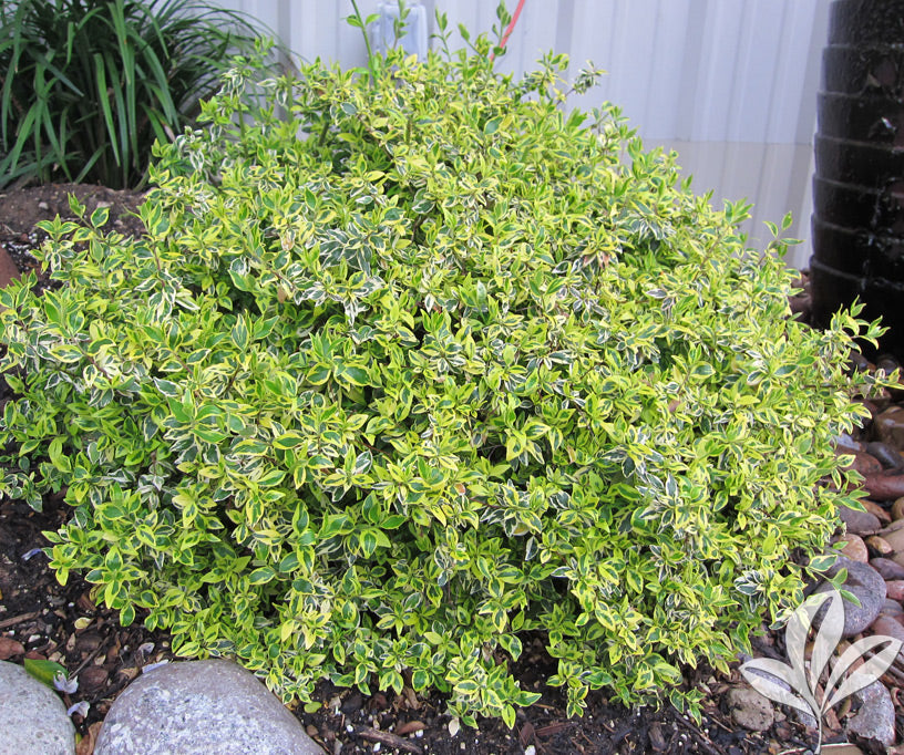 Twist of Lime Glossy Abelia