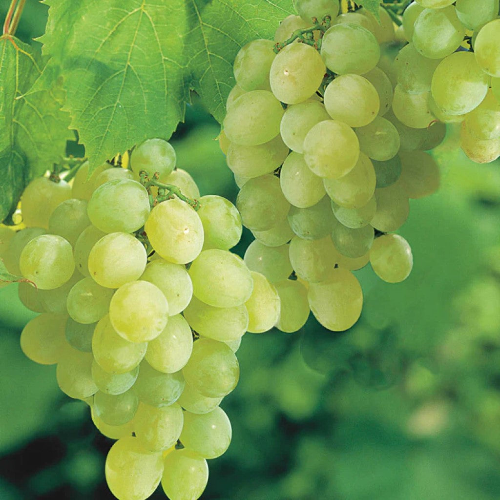 Thompson Seedless Grapes | seedless grape vine Plants for sale - EZ ...