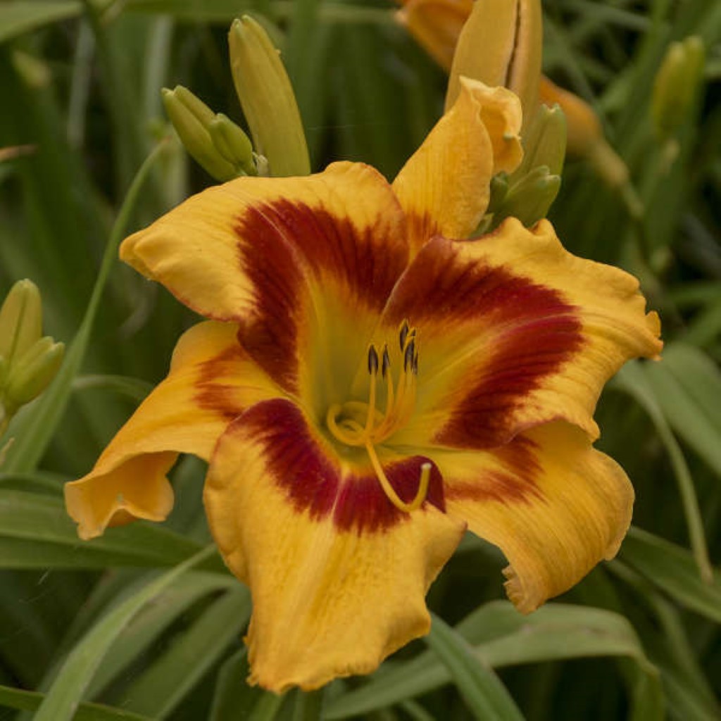 1 Gallon Pot: Hemerocallis Rainbow Rhythm &