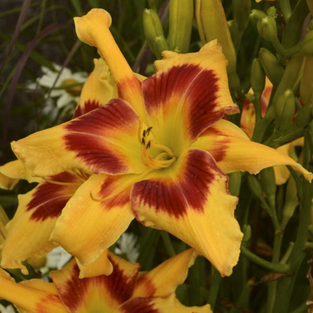 1 Gallon Pot: Hemerocallis Rainbow Rhythm &