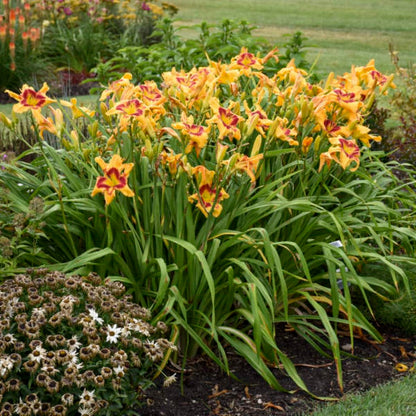 1 Gallon Pot: Hemerocallis Rainbow Rhythm &