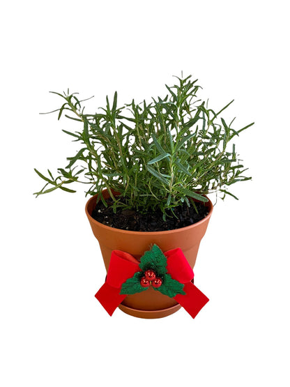 Tuscan Blue Rosemary- Live Mini Christmas Tree