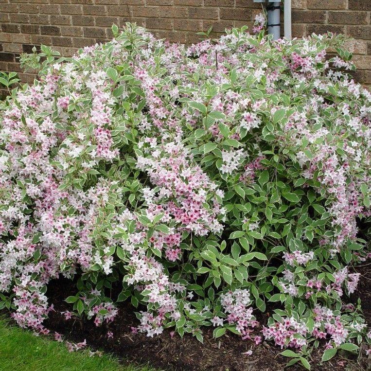 Variegated Weigela