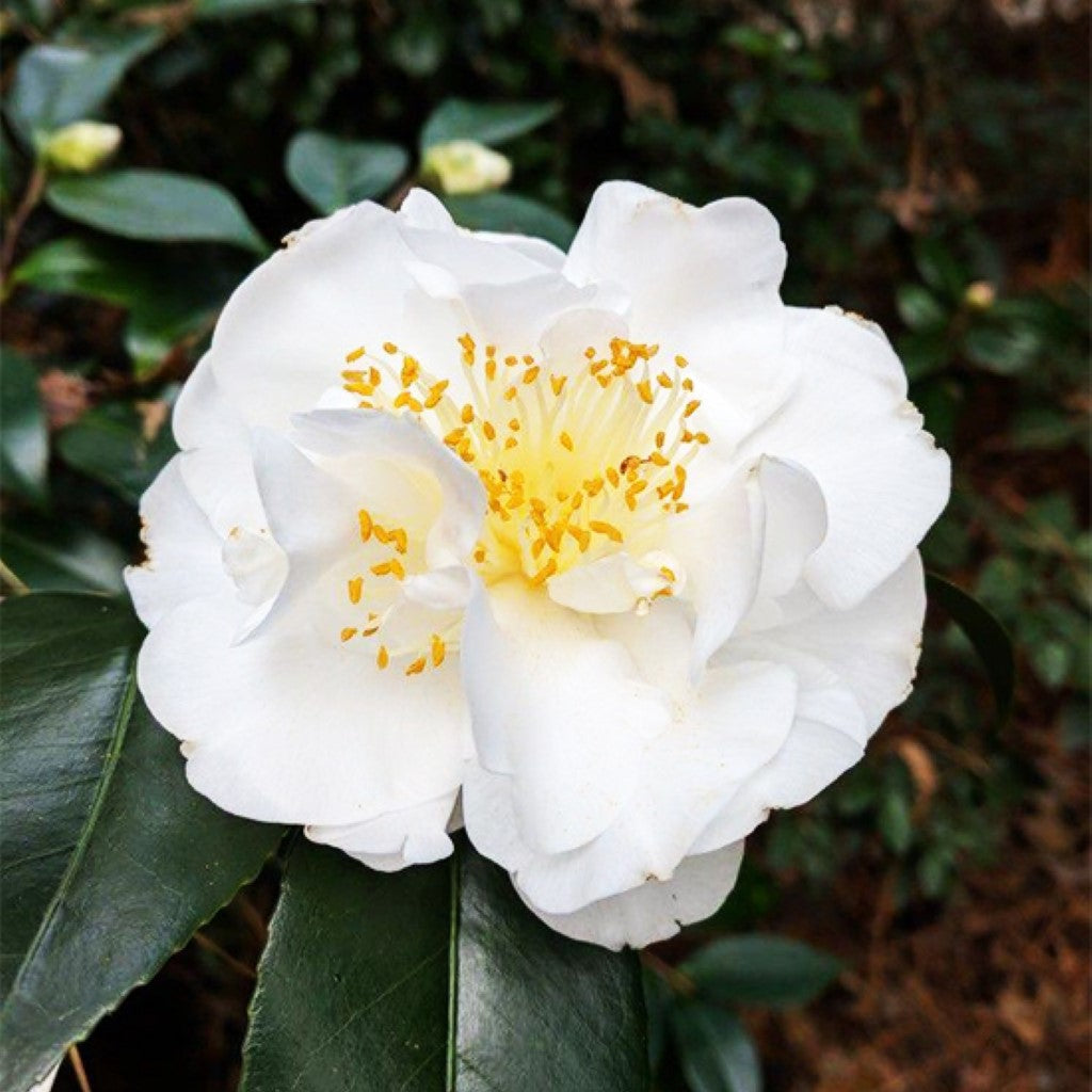 Camellia &