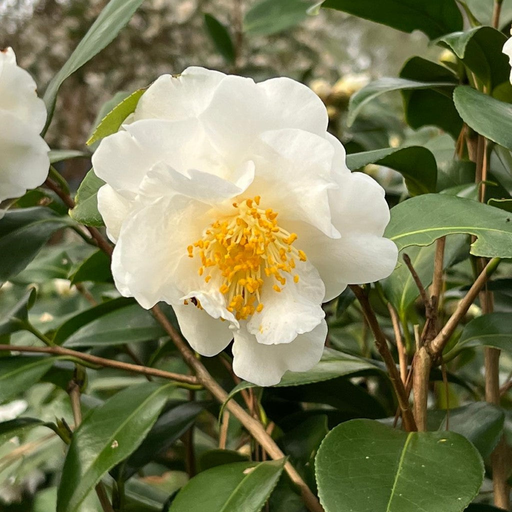 Camellia &