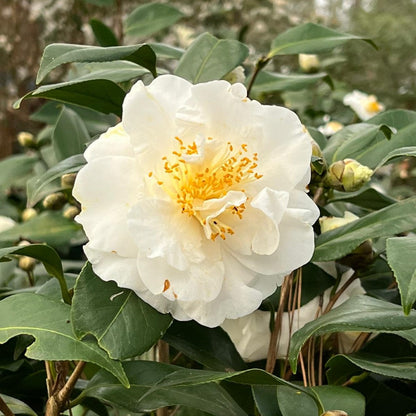 Camellia &