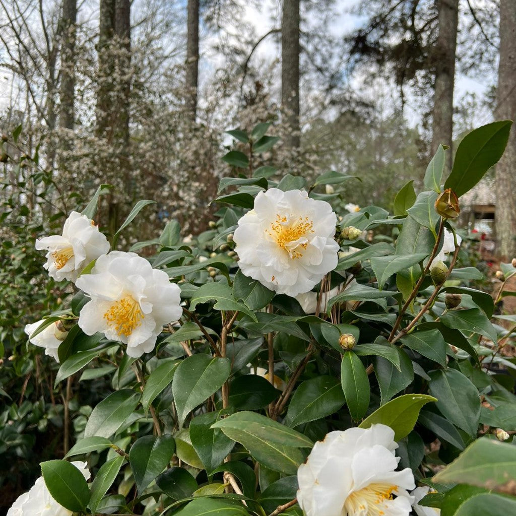 Camellia &