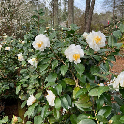 Camellia &