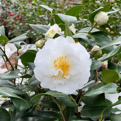 Camellia &