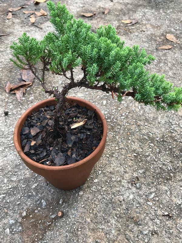 (Clay Pot) Exotic Bonsai (Juniper)- Mini Christmas Trees Live