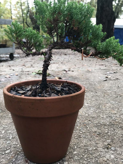 Exotic Bonsai (Juniper)