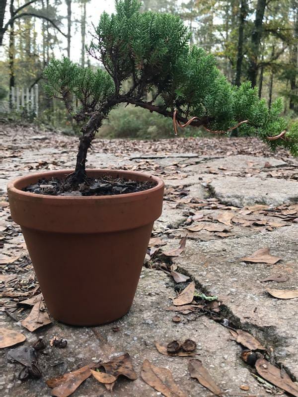 (Clay Pot) Exotic Bonsai (Juniper)- Mini Christmas Trees Live