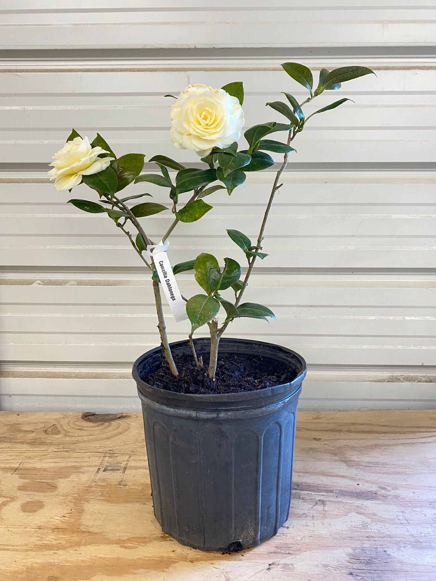 Camellia Jurys Yellow Flower Plant- Exotic Yellow Beauty. Gorgeous Yellow Camellia with Yellow To Pale Yellow Blooms.