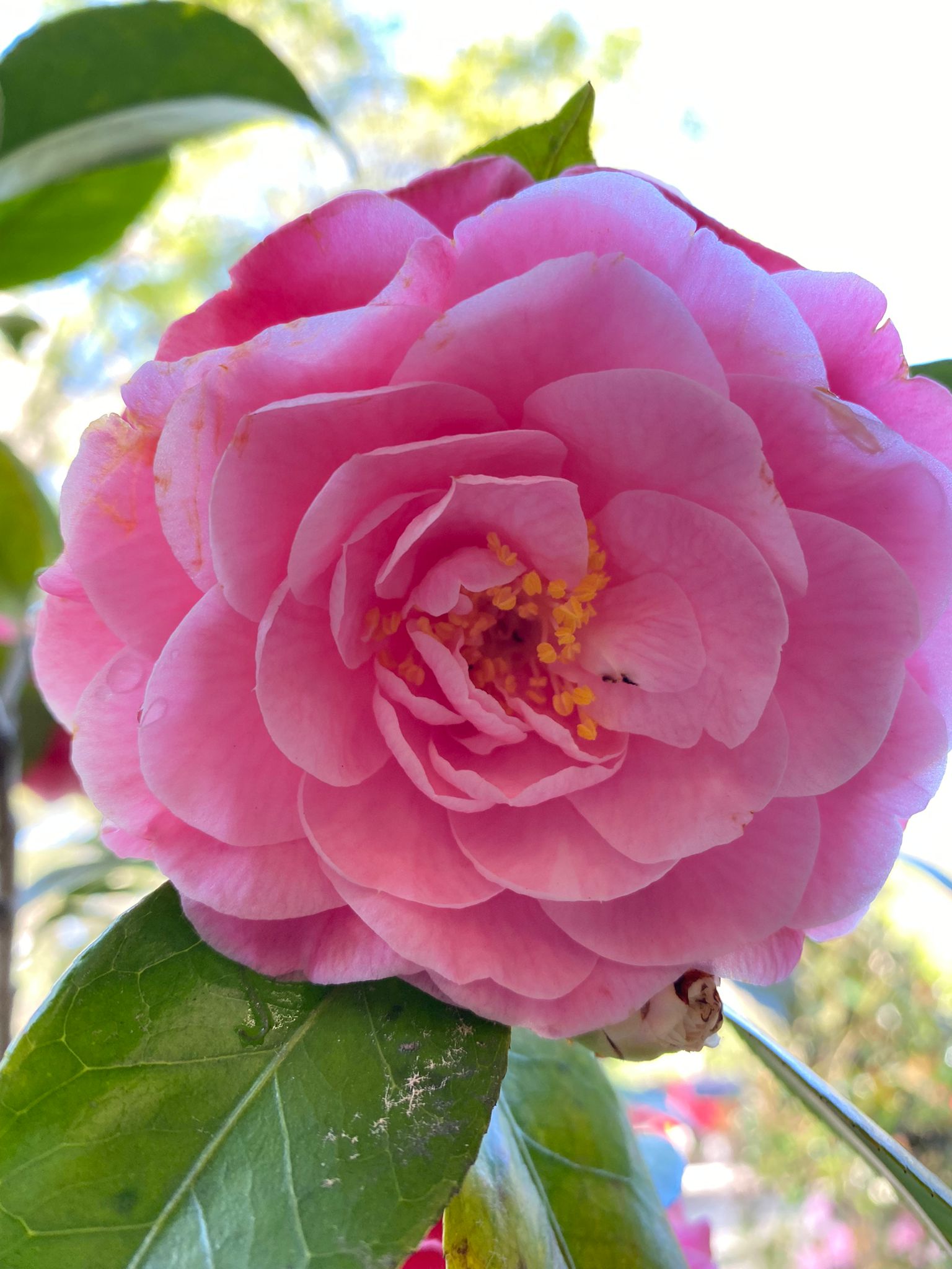 Camellia Nuccios Pearl Flower Plant-Double White Blooms