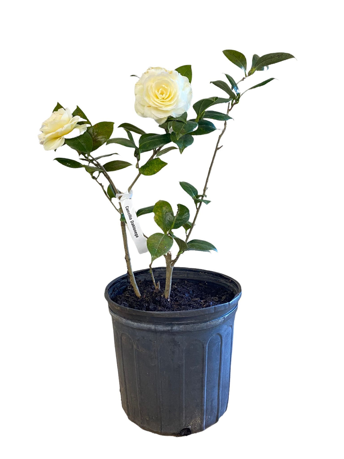 Camellia Jurys Yellow Flower Plant- Exotic Yellow Beauty. Gorgeous Yellow Camellia with Yellow To Pale Yellow Blooms.