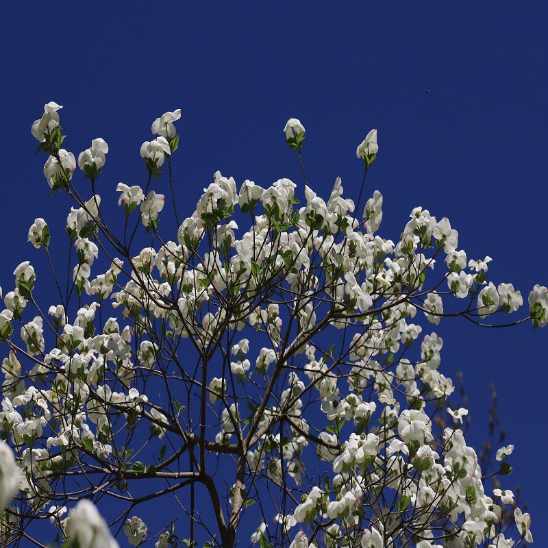 White Dogwood Seedlings Tree