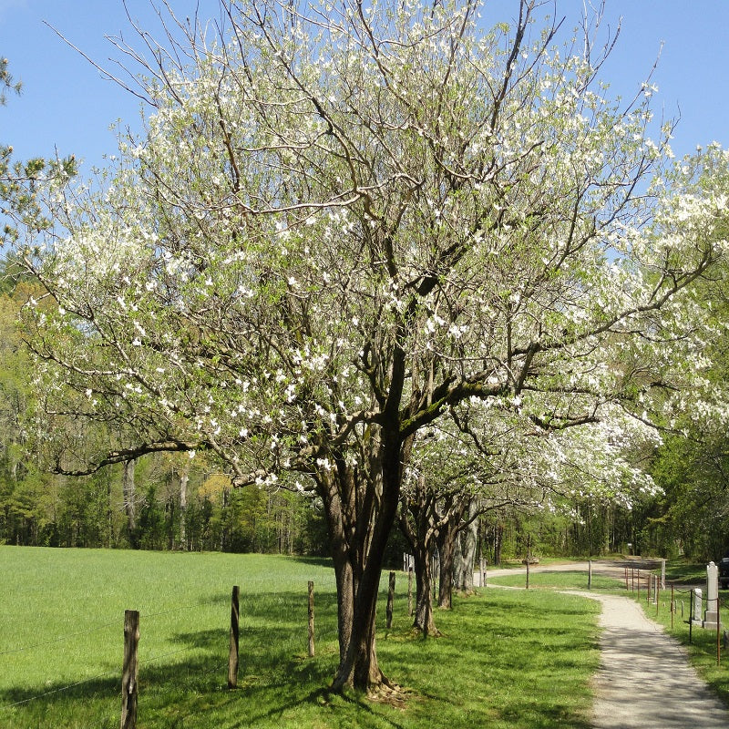 White Dogwood Seedlings Tree