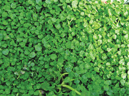 (4.5 Inches Pot/10 Count Flat) Mentha Requienii Corsican Mint Round, Bright Green Leaves Tiny Light Fragrant Purple Flowers