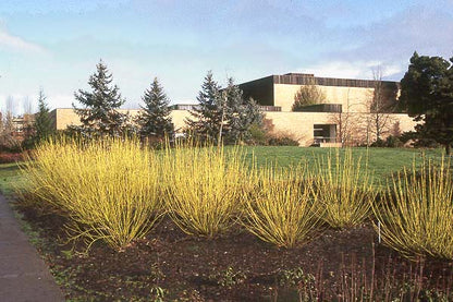 Yellow Twig Dogwood- Striking Bright Yellow Stems In The Winter Against The Snow