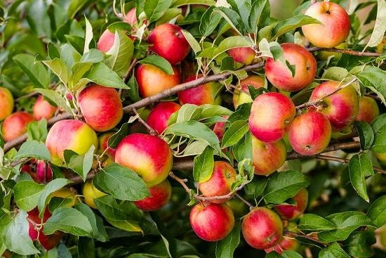 Yates Apple Tree Produces a Small Red Apple Primarily Used For Making Cider Apple.