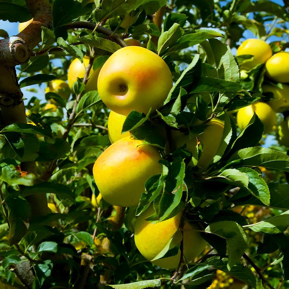 Golden Delicious Apple Tree - Produces Gorgeous Gold Color Apples