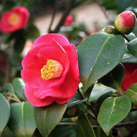 Camellia Yuletide- Brilliant Red Blooms with Yellow Center Make An Elegant Statement In The Winter Garden.