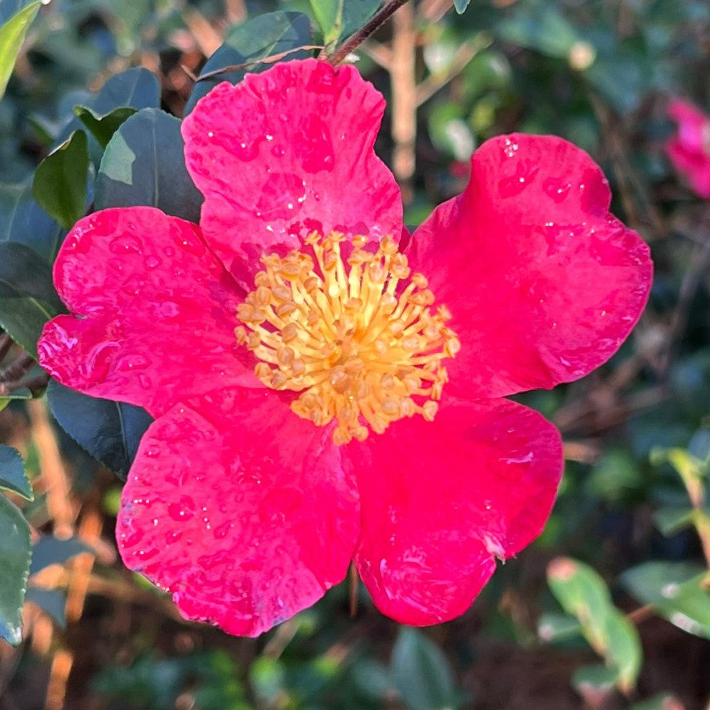 Camellia Yuletide-Brilliant Red Blooms with Yellow Center