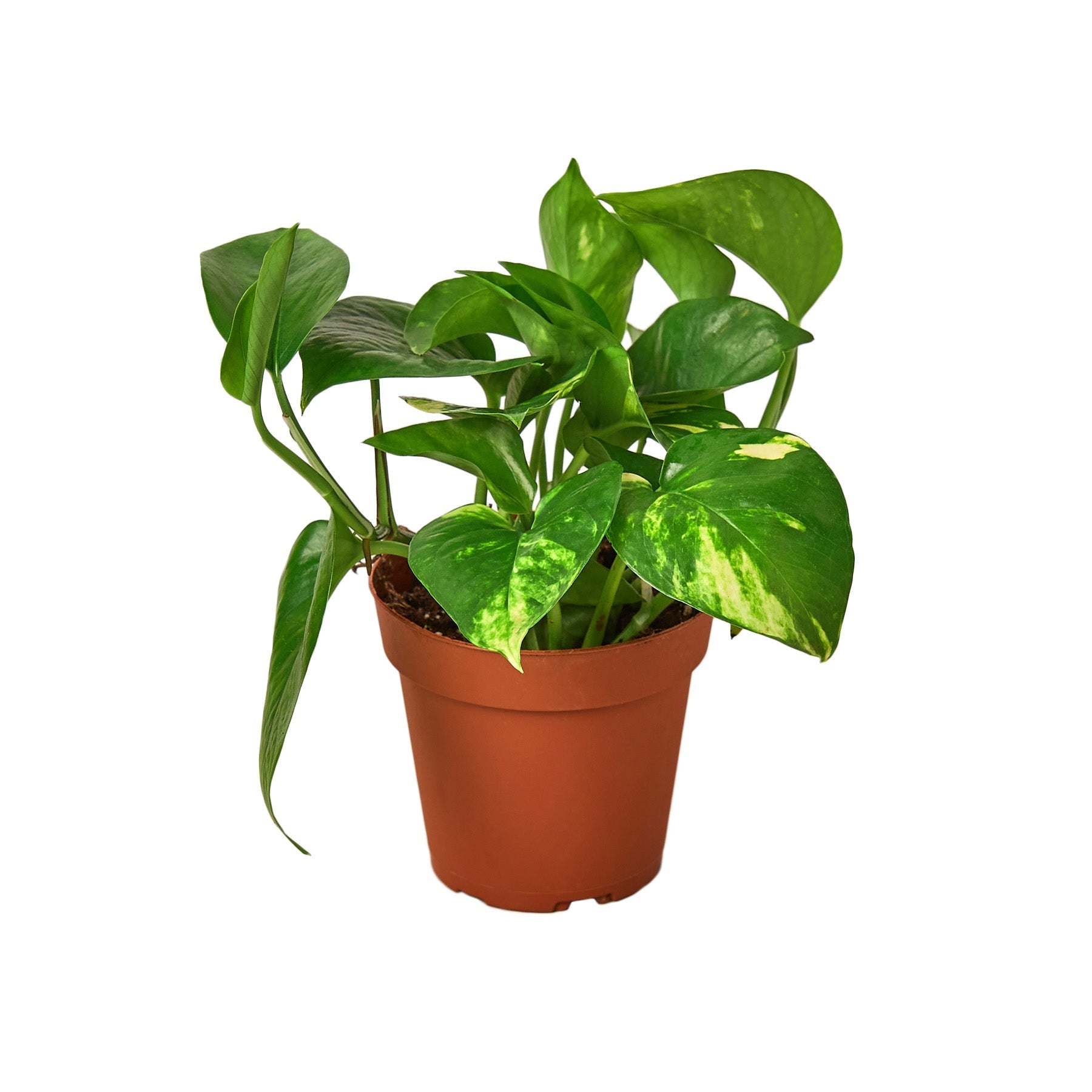 Pothos &