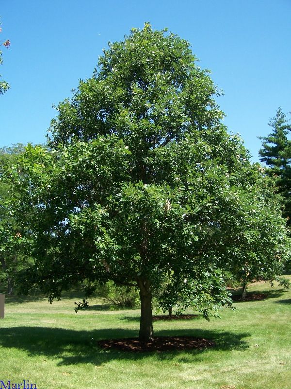 (1 Gallon) White Oak Tree