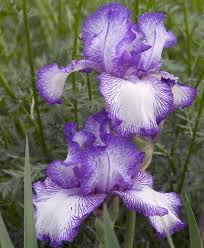 Iris Germanica Autumn Circus Bearded German Iris - Autumn Circus Has Wildly Distinctive Blue-Violet Plicata Markings