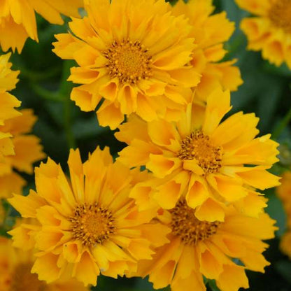 1 Gallon Pot: Coreopsis X &