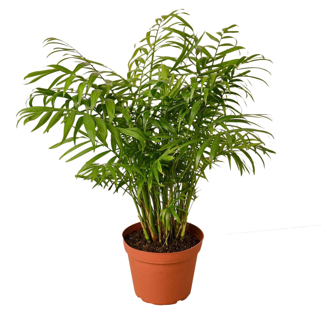 Parlor Palm - 6&quot; Pot - NURSERY POT ONLY