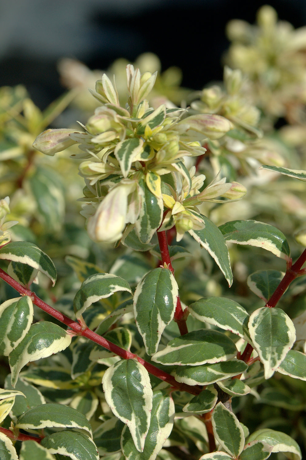 Abelia X Gradiflora &